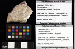 Foto (Objket + Etiketten) von Decapoda indet. 